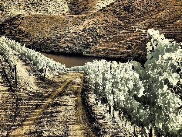 Eggers, Terry 아티스트의 Portugal-Douro Valley-Backcountry road through the vineyards작품입니다.